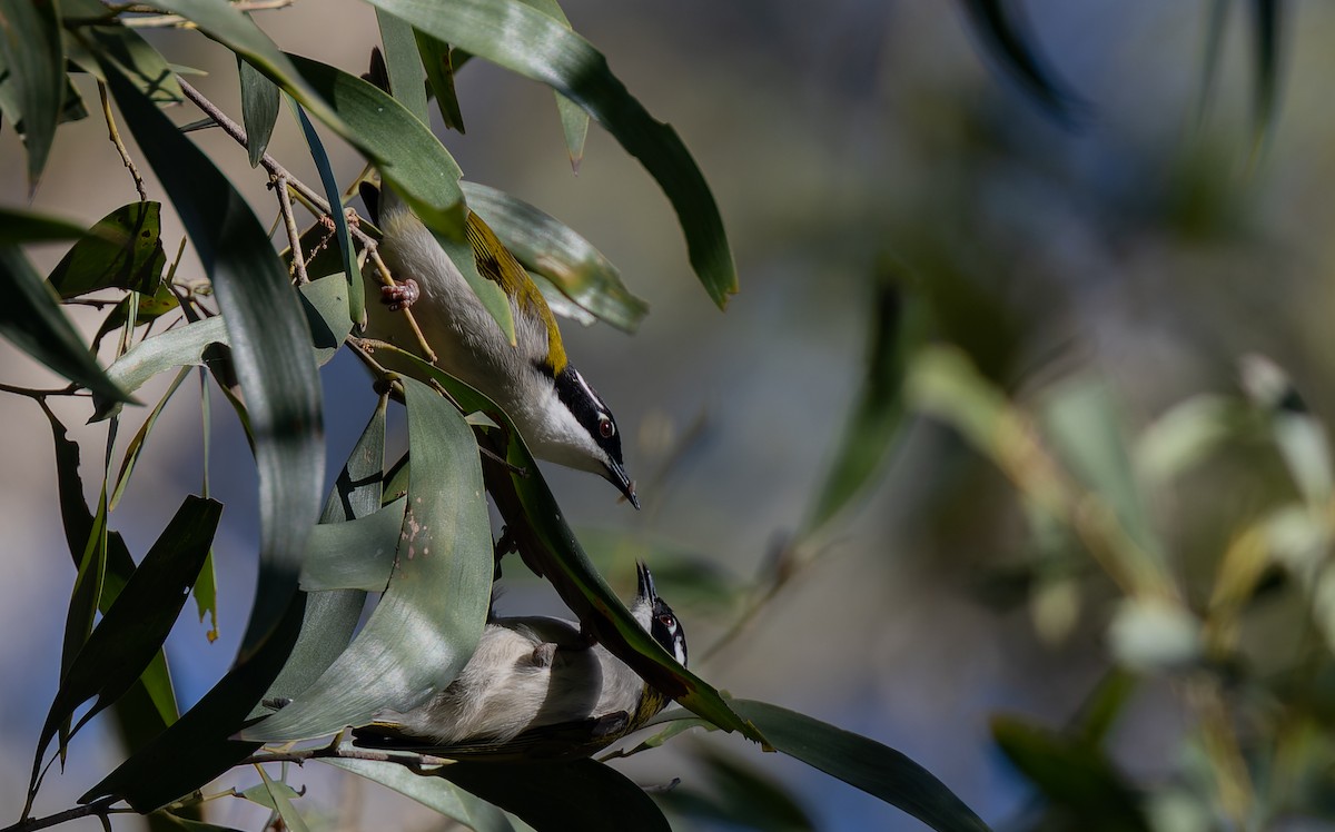 White-throated Honeyeater - Geoff Dennis