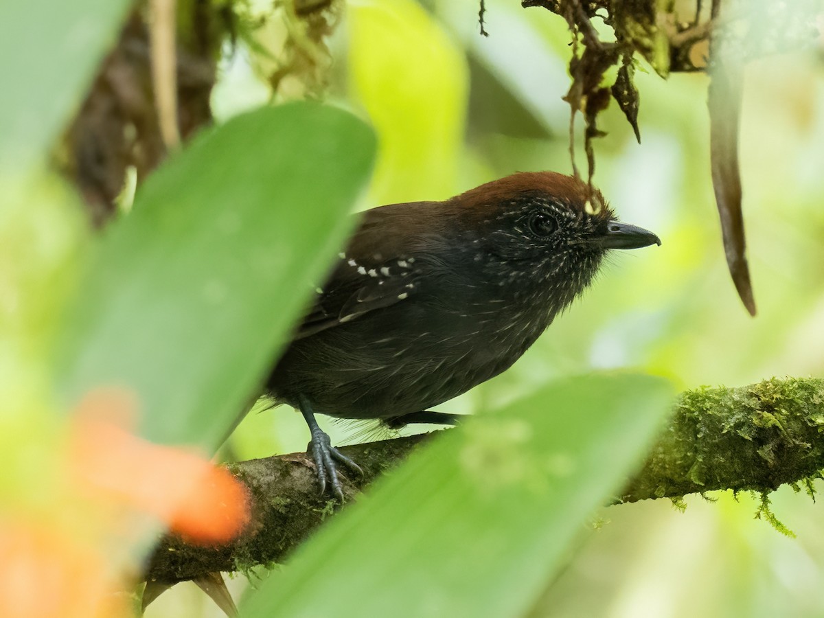 Bicolored Antvireo - Sara Stokes