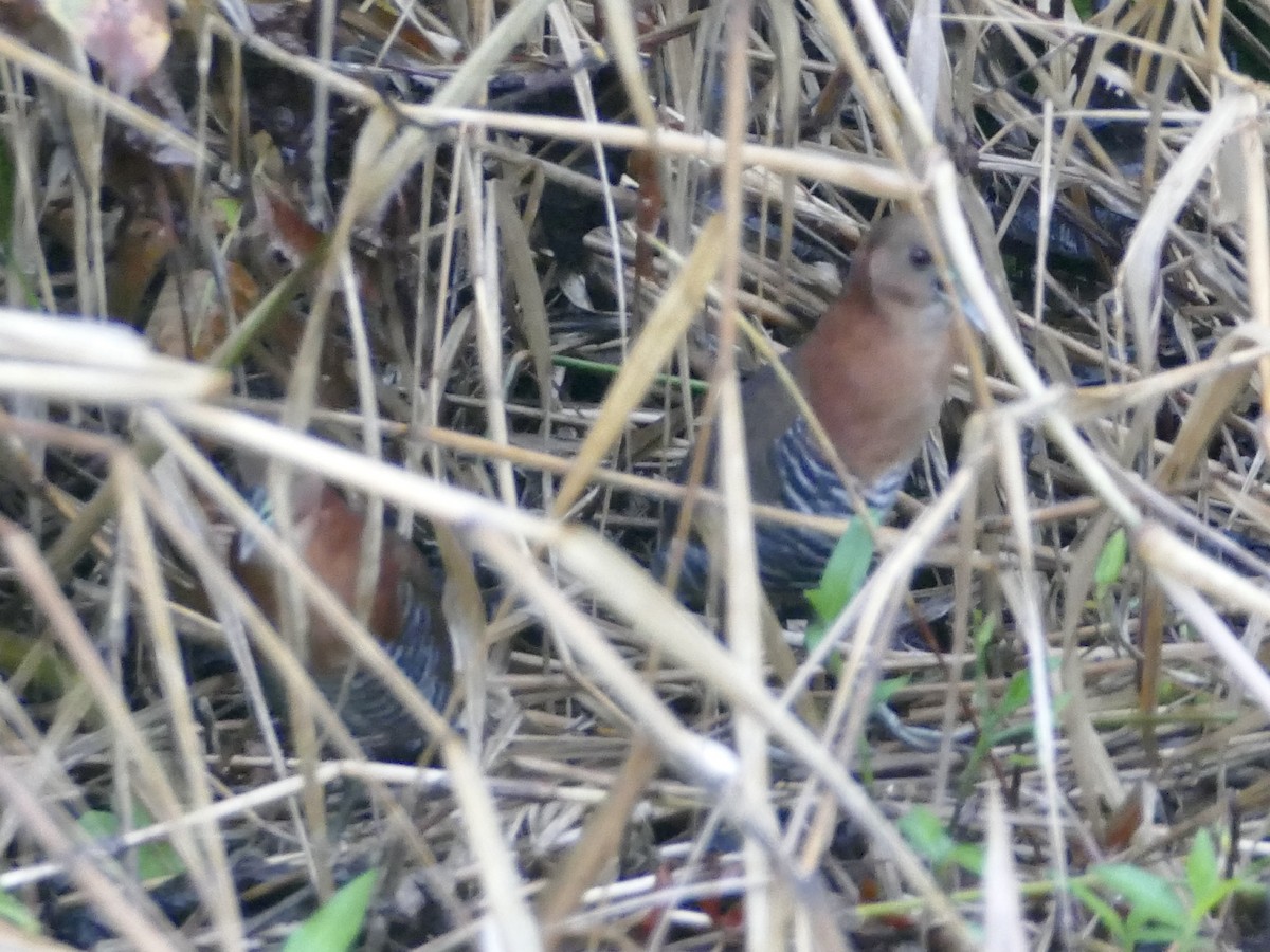 White-throated Crake - ML578853591