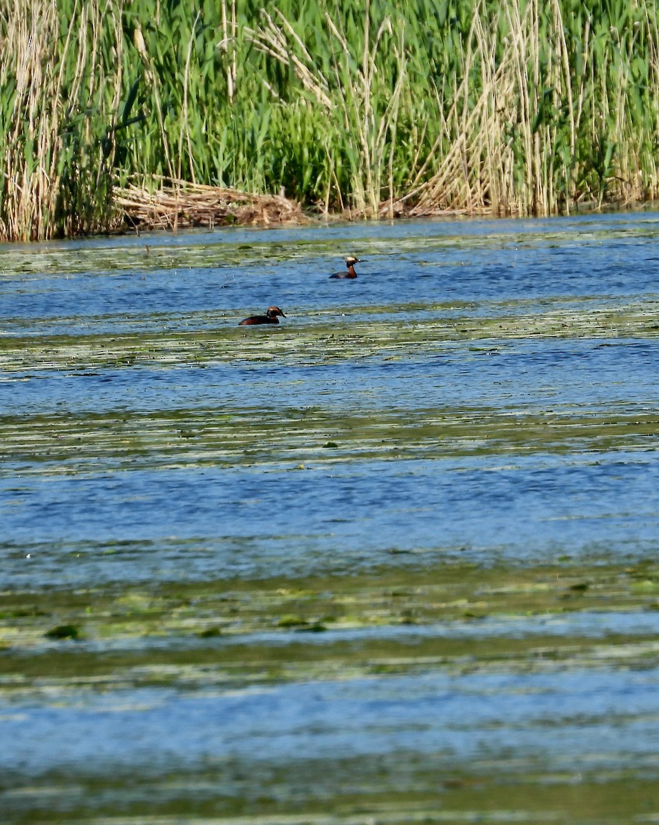 Horned Grebe - ML578853711