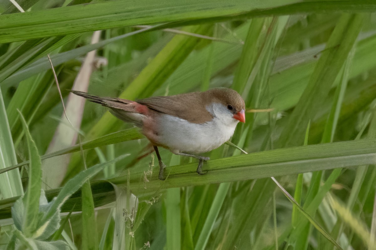 Fawn-breasted Waxbill - ML578853831