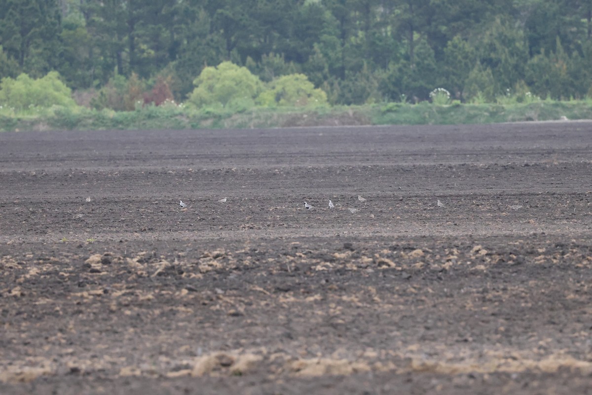 Black-bellied Plover - ML578853891