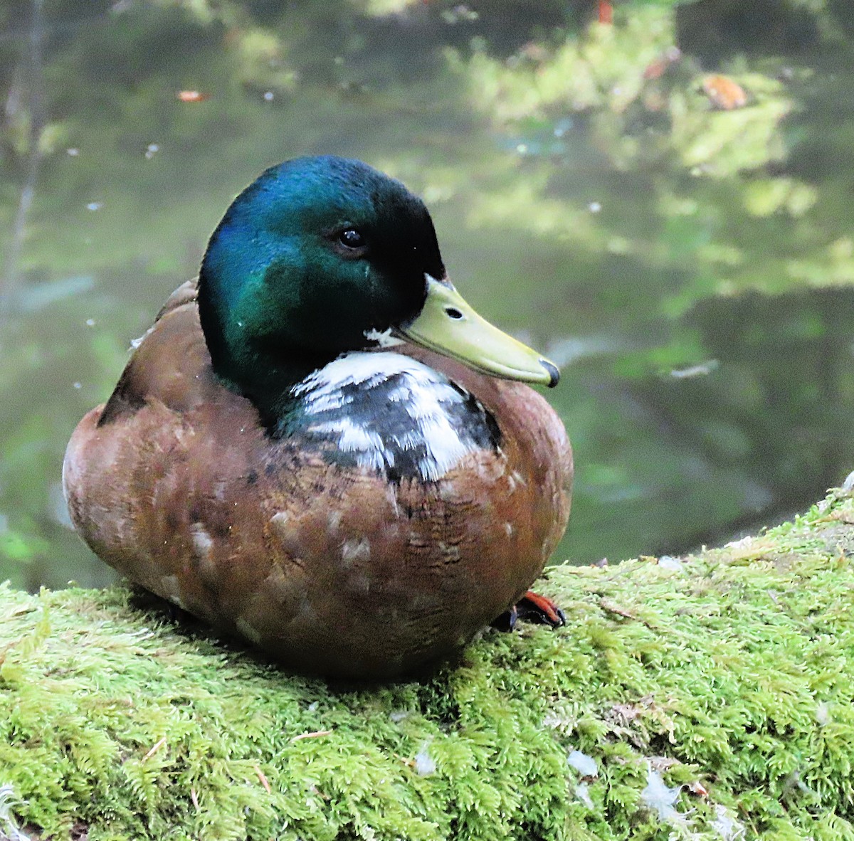 Mallard (Domestic type) - Martha Keller