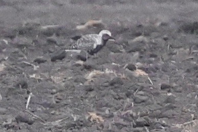 Black-bellied Plover - ML578854291