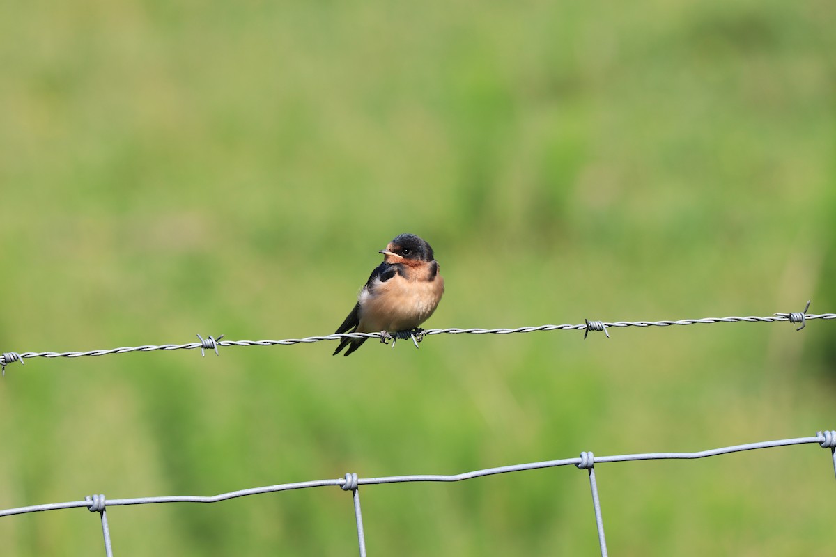Barn Swallow - ML578854421