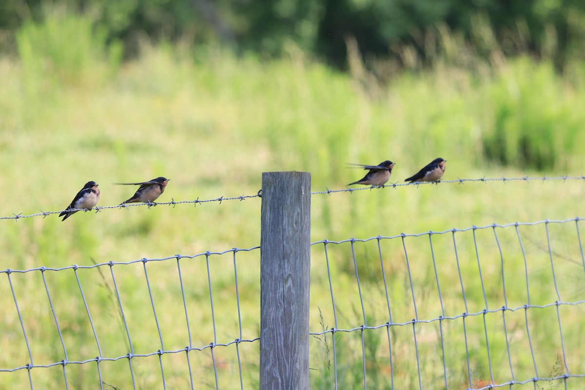 Barn Swallow - ML578854671