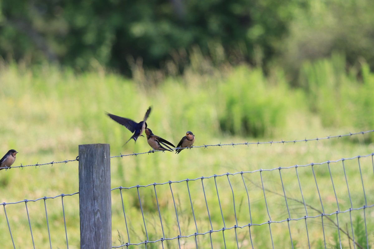 Barn Swallow - ML578854931