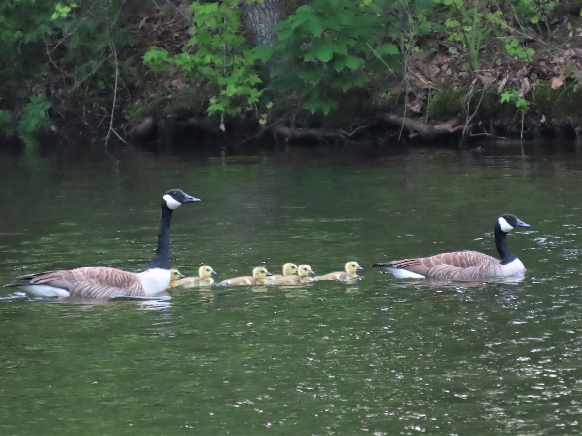 Branta kanadar handia - ML578856541