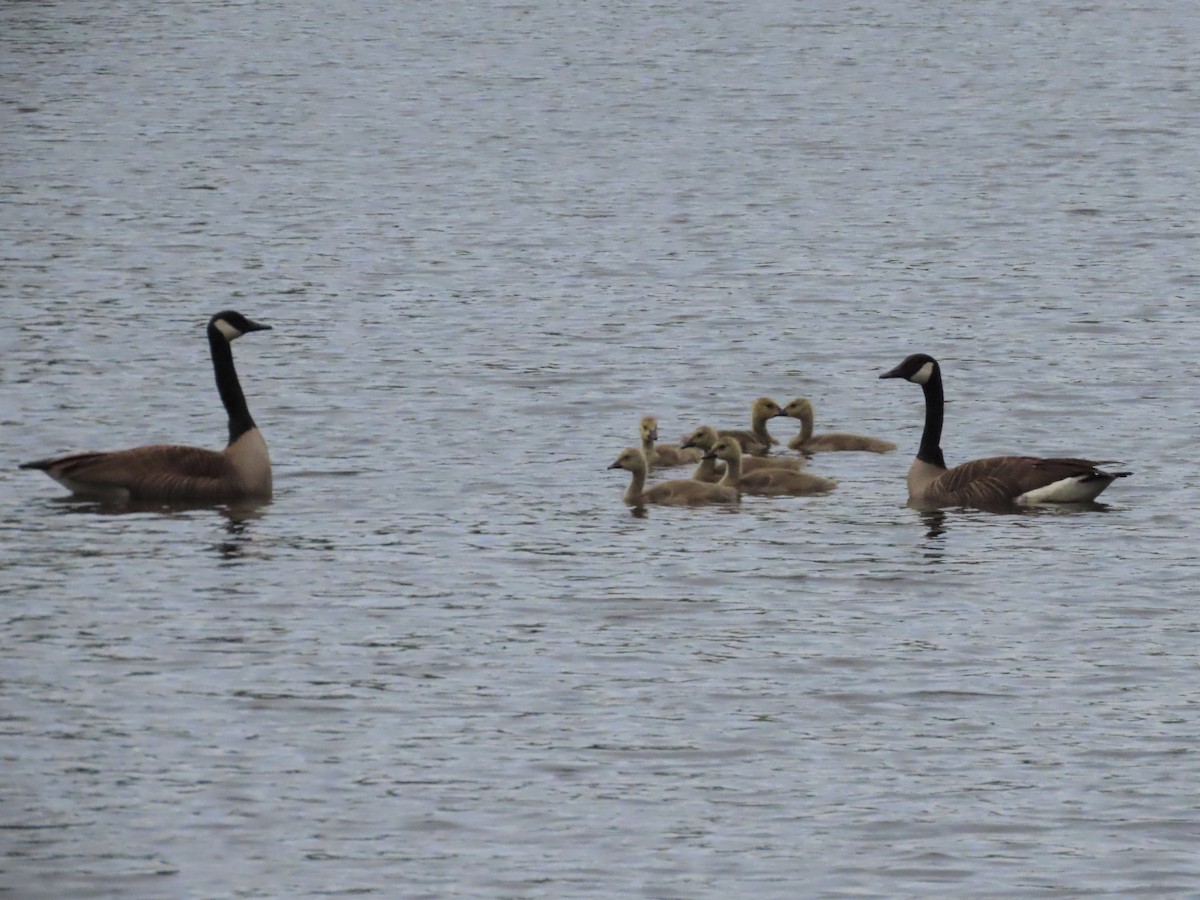 Branta kanadar handia - ML578856551