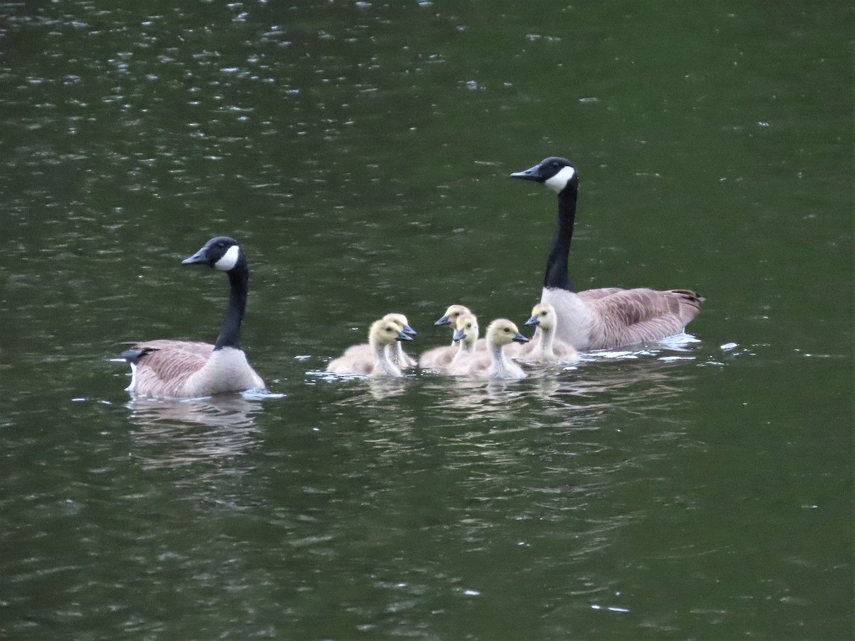 Branta kanadar handia - ML578856561