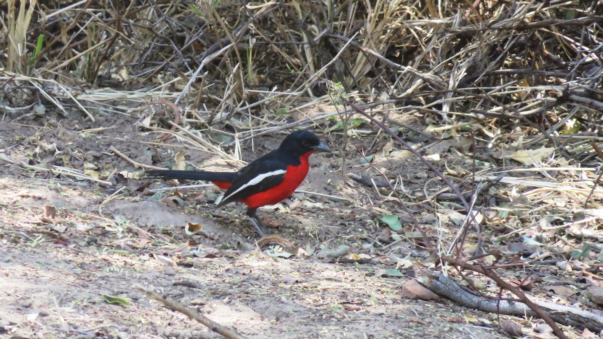 Crimson-breasted Gonolek - ML578856891