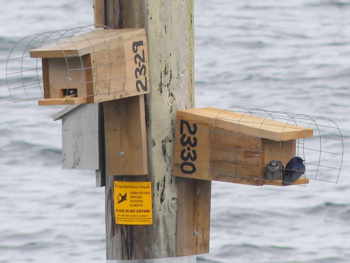 Purple Martin - ML578859101