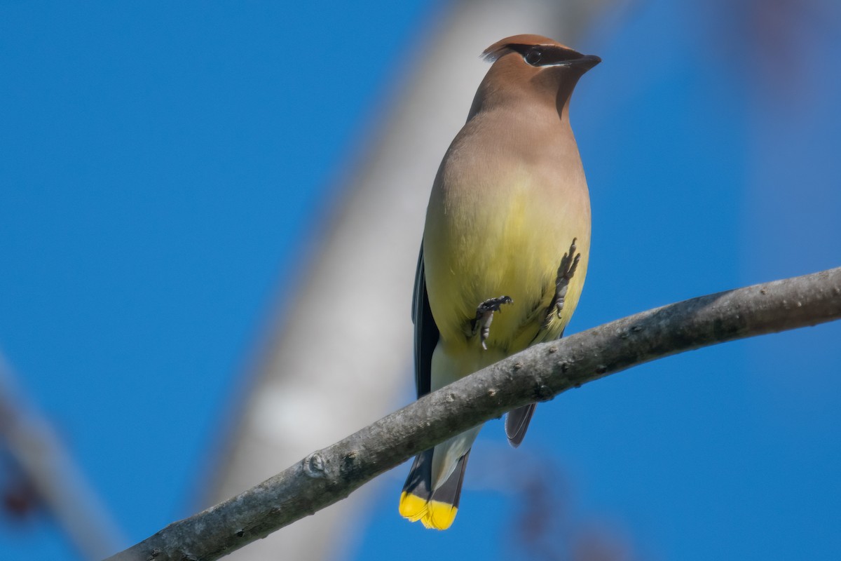 Cedar Waxwing - ML578859271