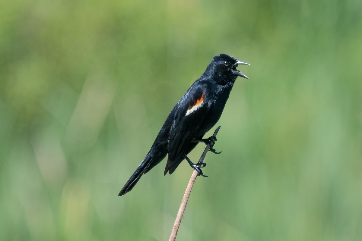 Red-winged Blackbird - ML578859651