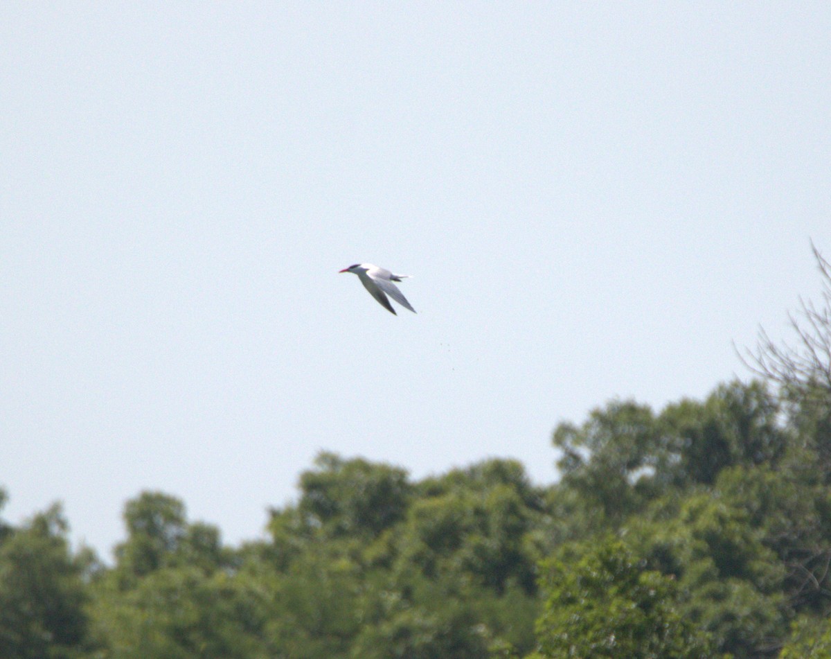 Caspian Tern - ML578861671