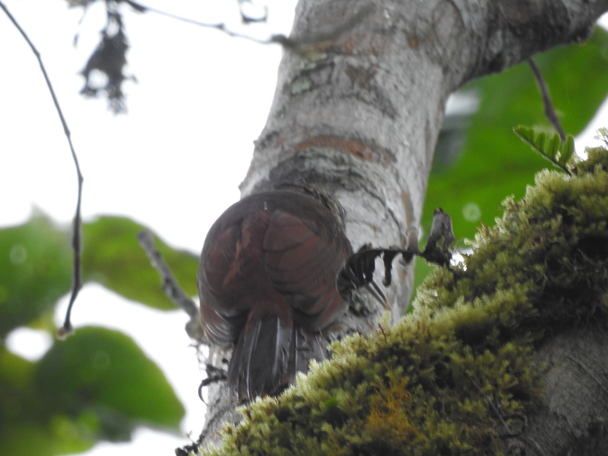 Strong-billed Woodcreeper - ML578862761