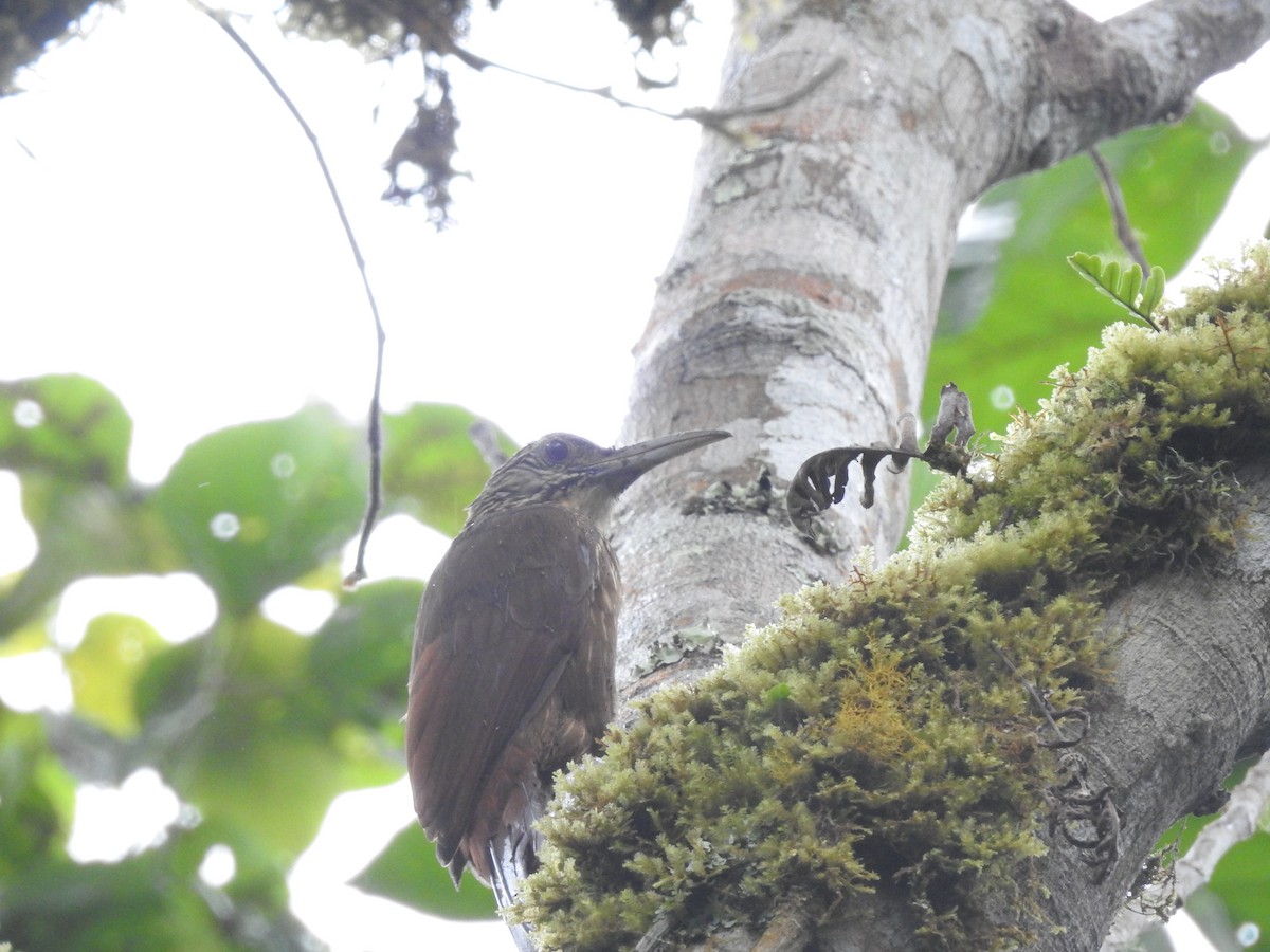 Strong-billed Woodcreeper - ML578862771