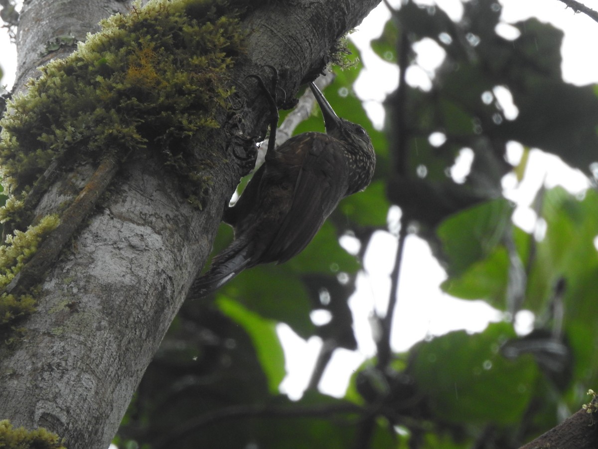 Strong-billed Woodcreeper - ML578862781