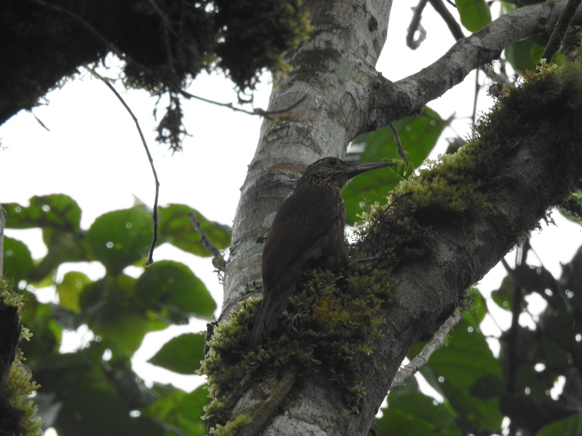Strong-billed Woodcreeper - ML578862791