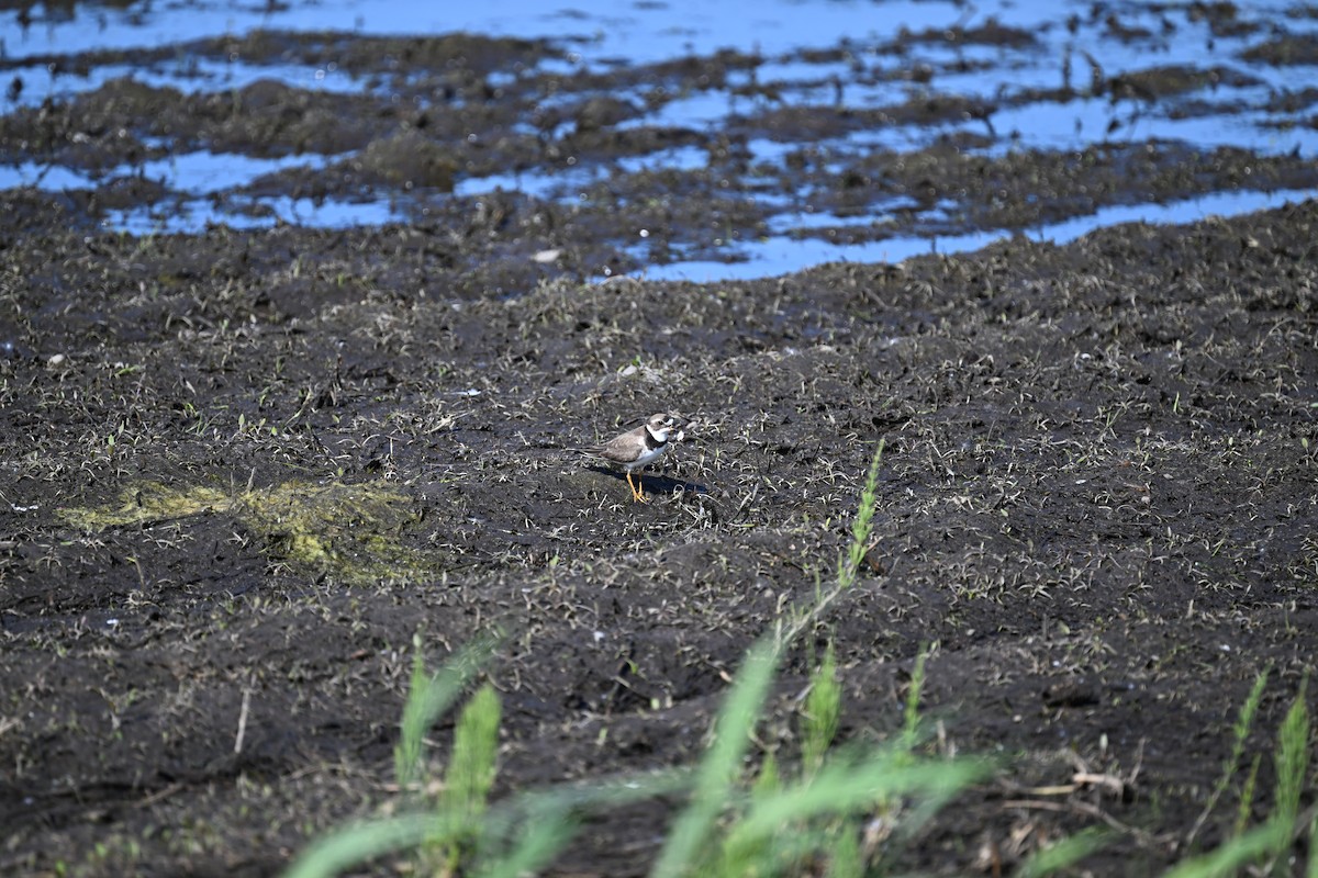 Semipalmated Plover - ML578862931