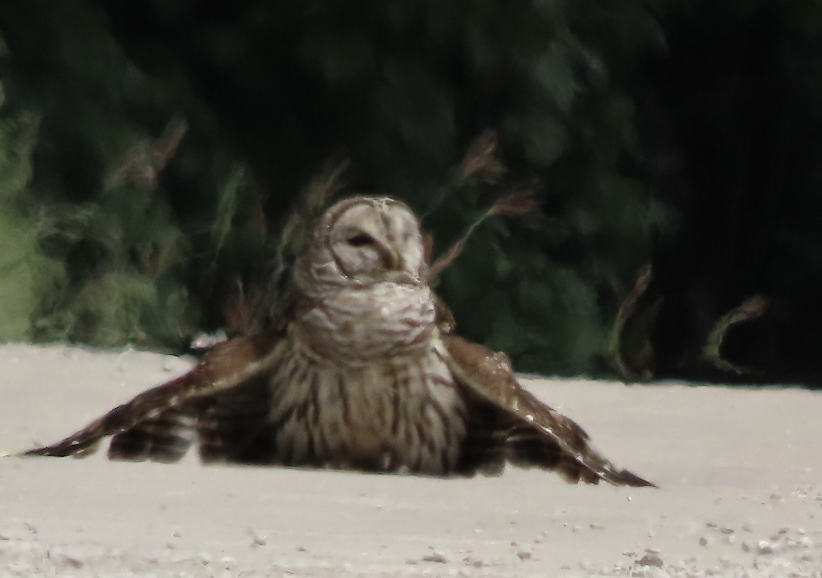 Barred Owl - ML578863171