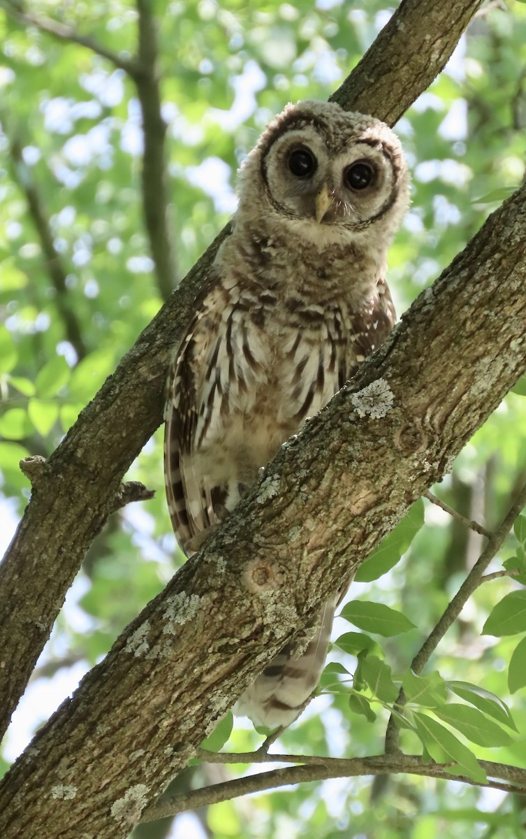 Barred Owl - ML578863181