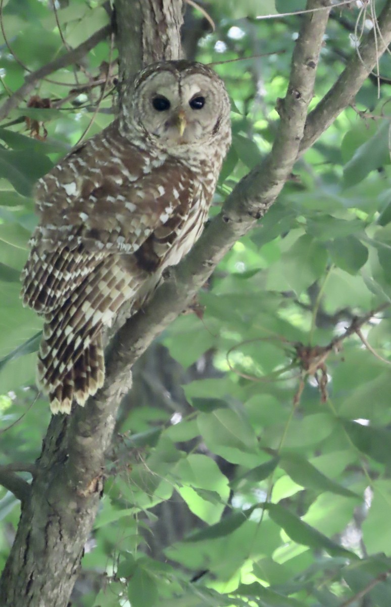 Barred Owl - Micky Louis