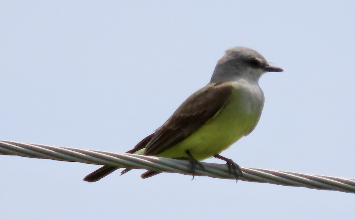 Western Kingbird - ML578863521