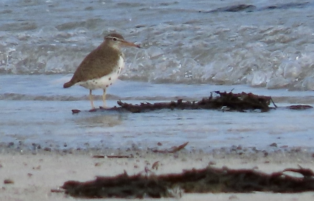 Spotted Sandpiper - ML578863651