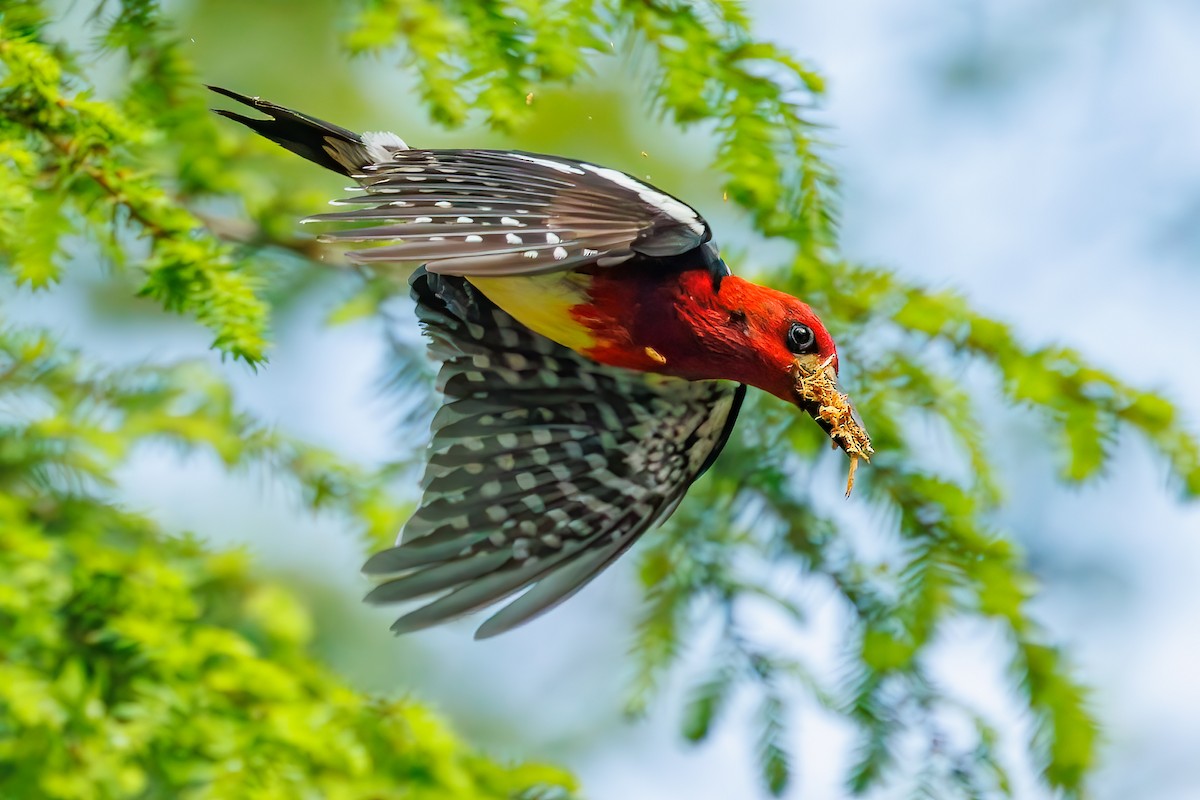 Red-breasted Sapsucker (ruber) - Frank Lin