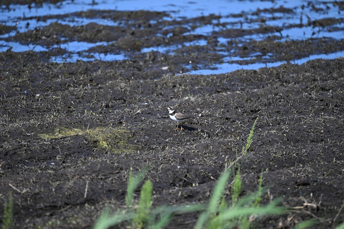 Semipalmated Plover - ML578864321
