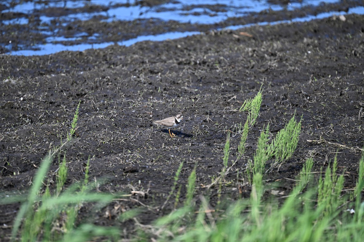 Semipalmated Plover - ML578864471