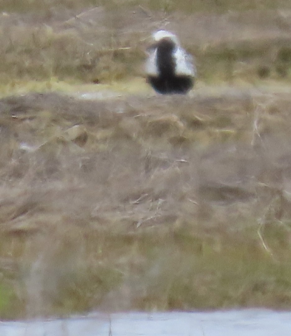 Black-bellied Plover - ML578864541