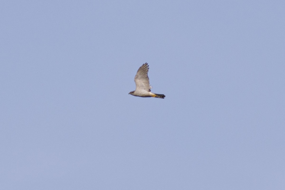 Eurasian Goshawk - ML578865171