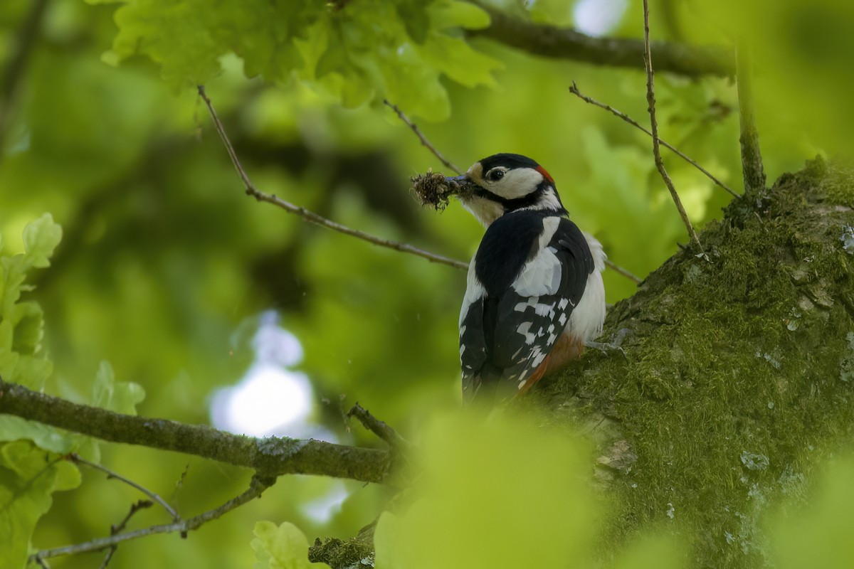 Great Spotted Woodpecker - ML578865381