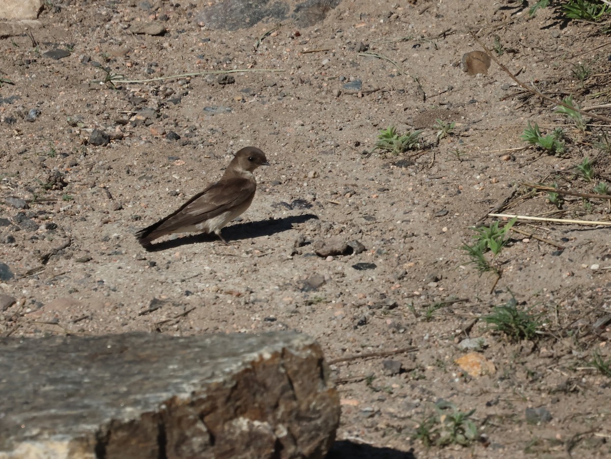 Northern Rough-winged Swallow - ML578865491