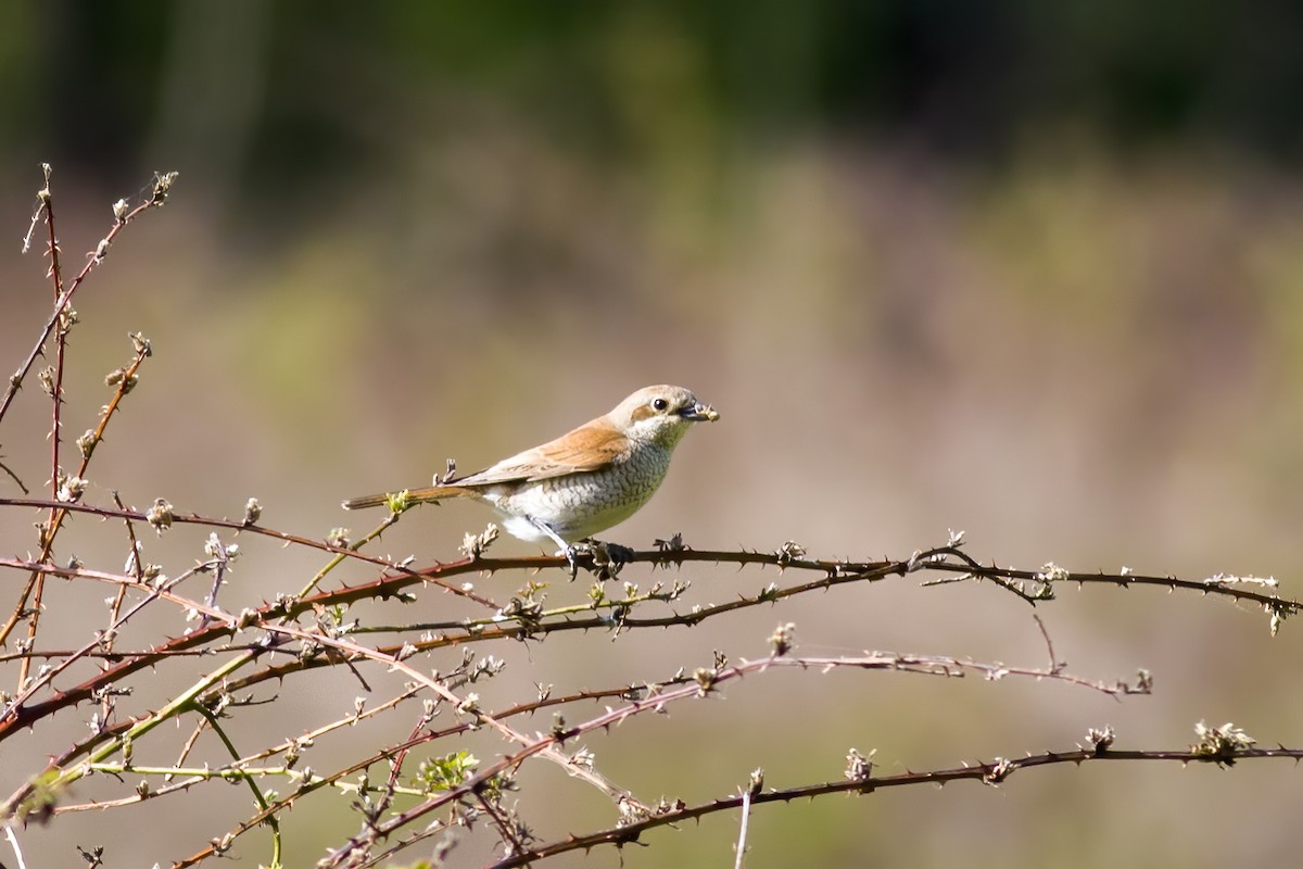 Red-backed Shrike - ML578865601