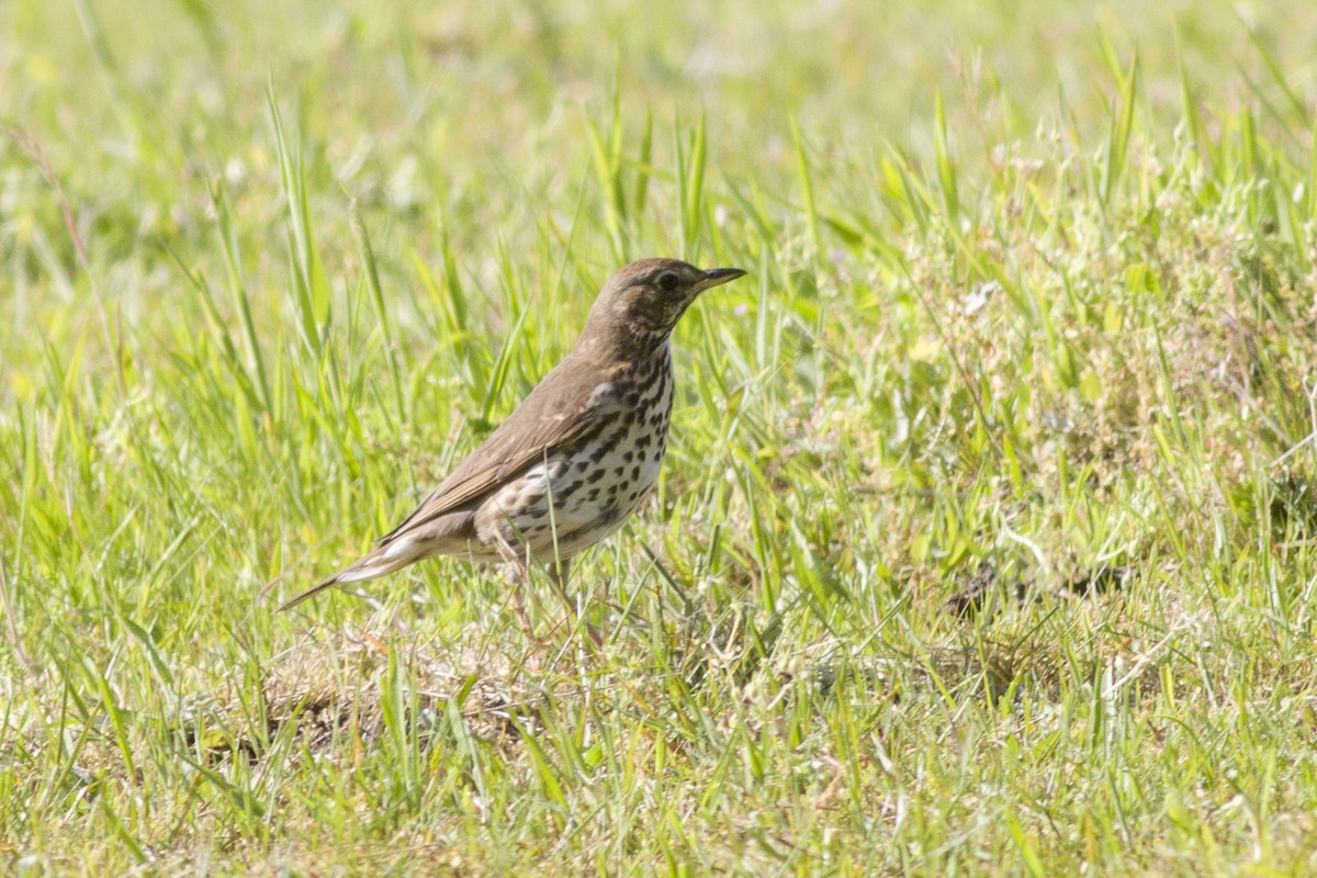 Song Thrush - ML578865731