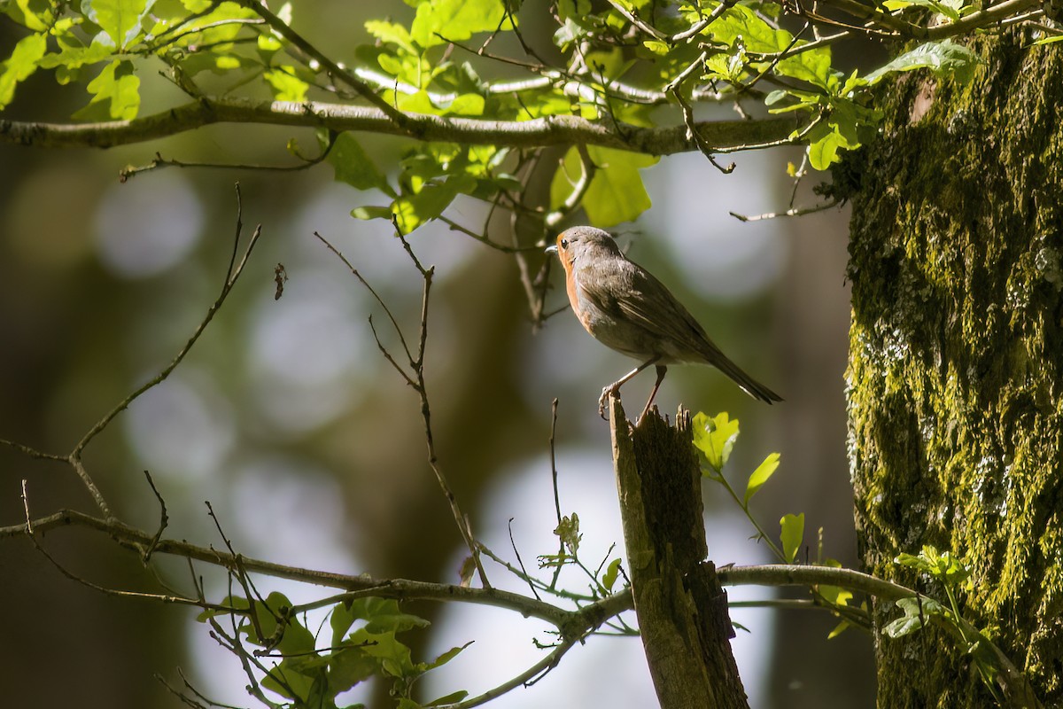 European Robin - ML578865831