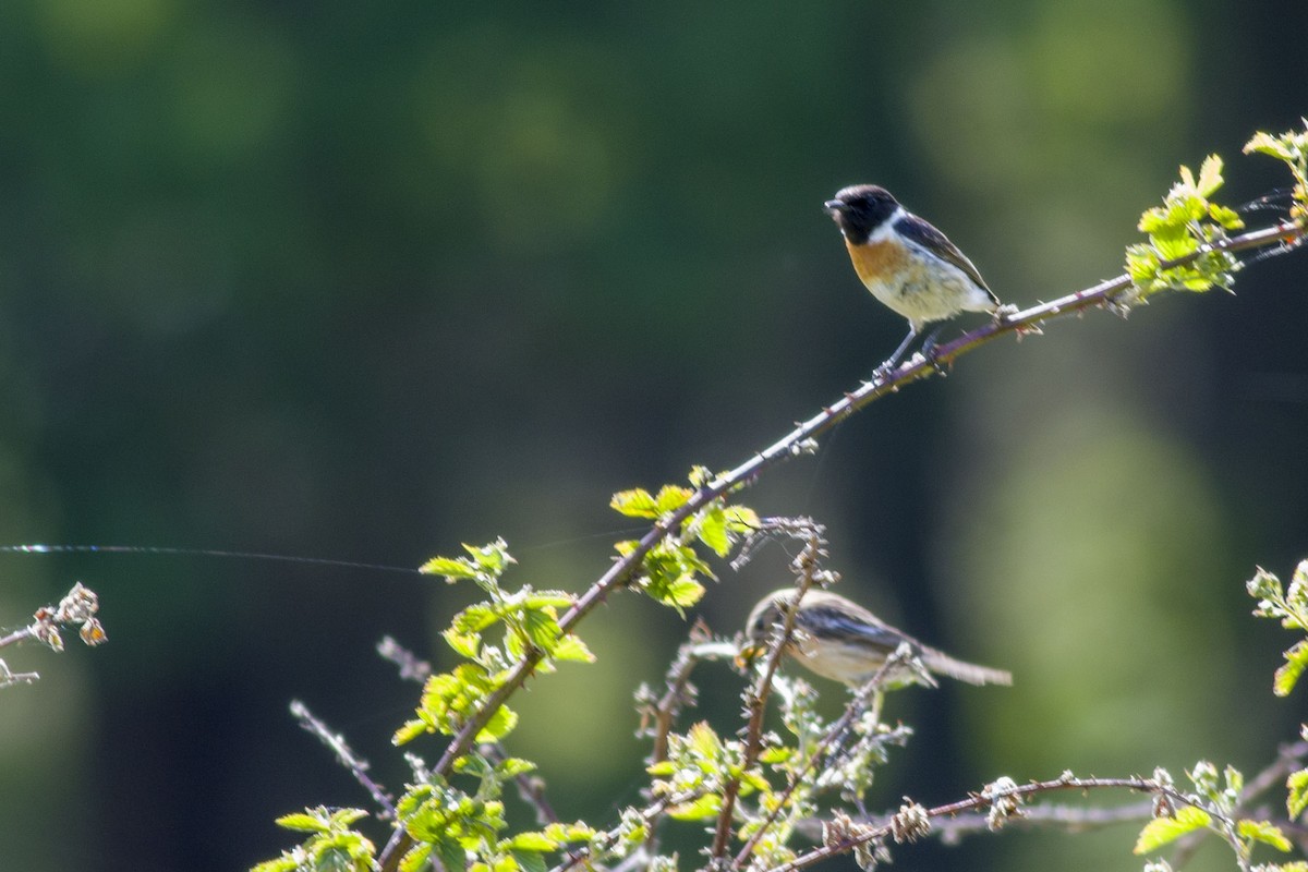 European Stonechat - ML578866031