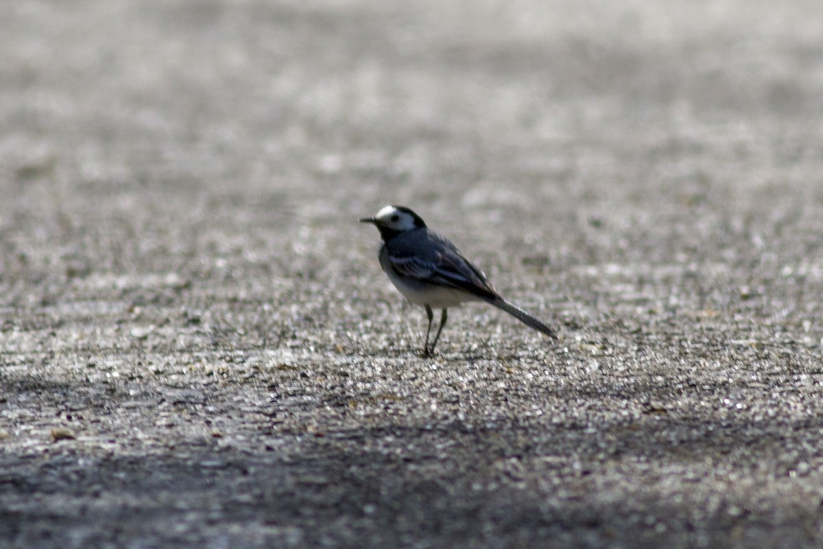 White Wagtail - ML578866091