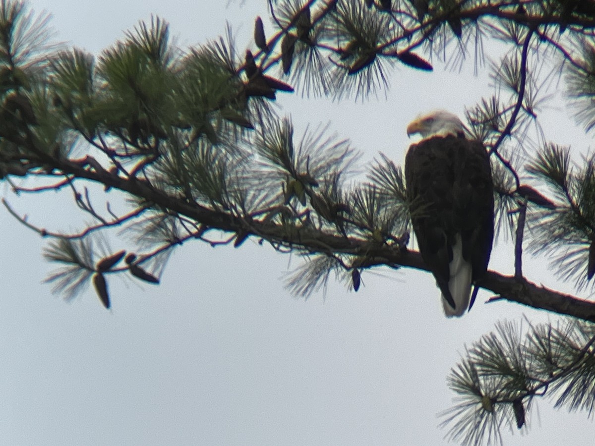 Bald Eagle - ML578866451