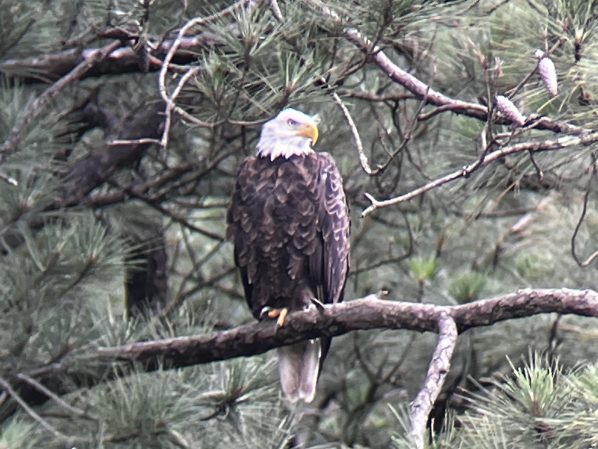 Bald Eagle - ML578866461