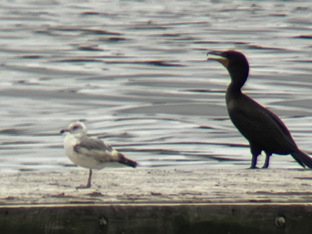 Ring-billed Gull - ML578866581