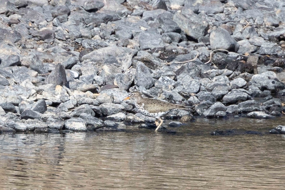 Spotted Sandpiper - ML578866591