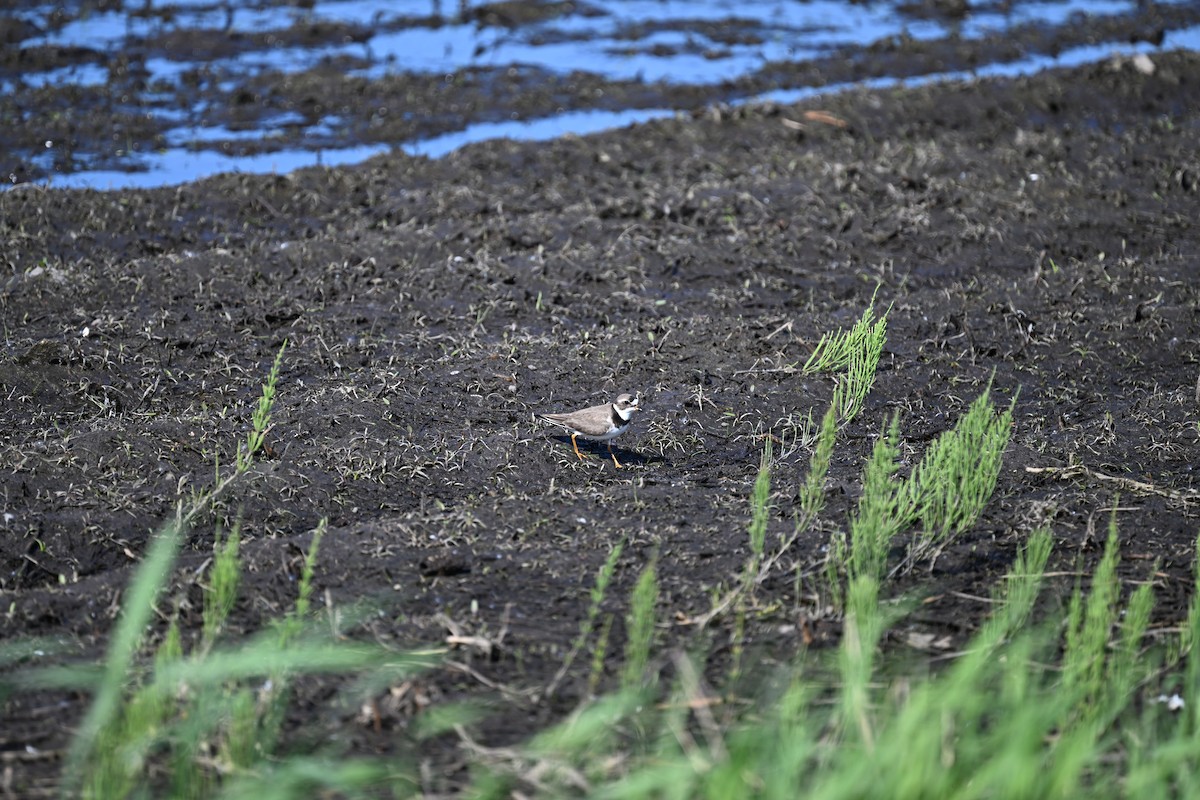 Semipalmated Plover - ML578866601