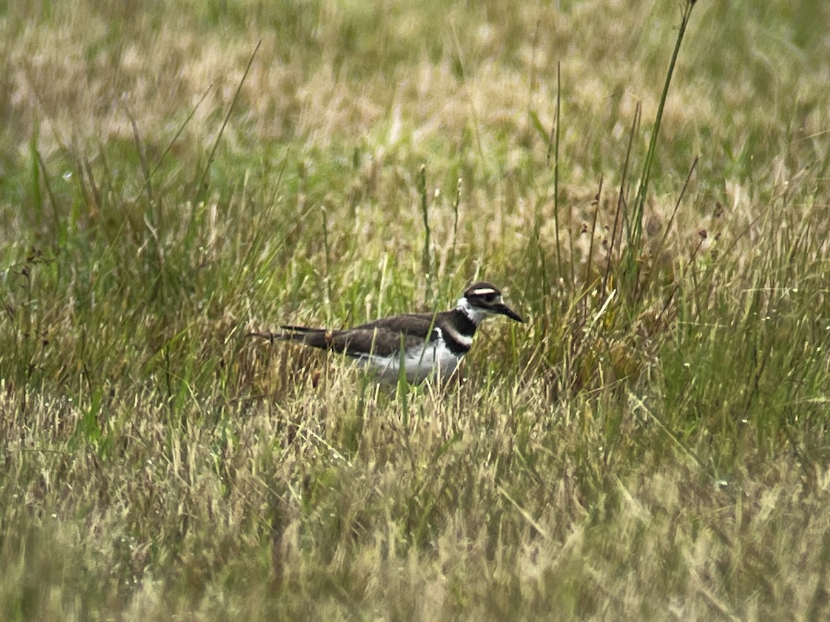 Killdeer - ML578866721