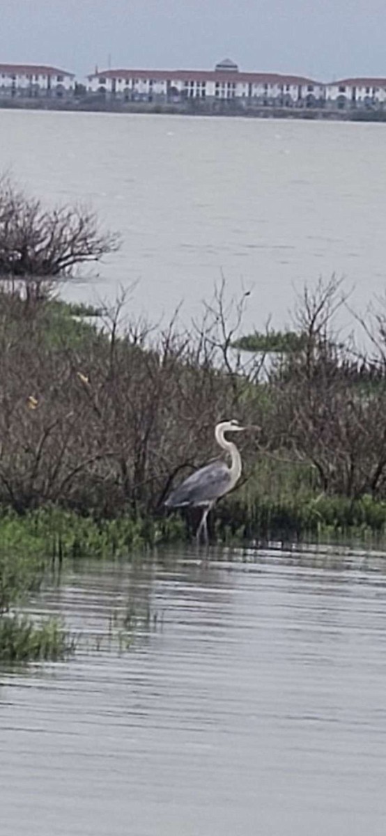 Great Blue Heron - ML578866801