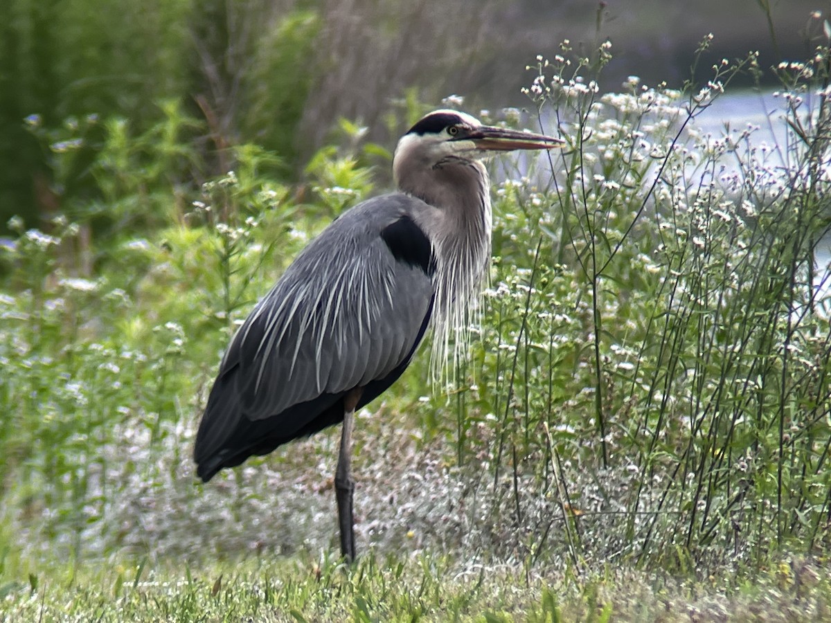 Great Blue Heron - ML578866821