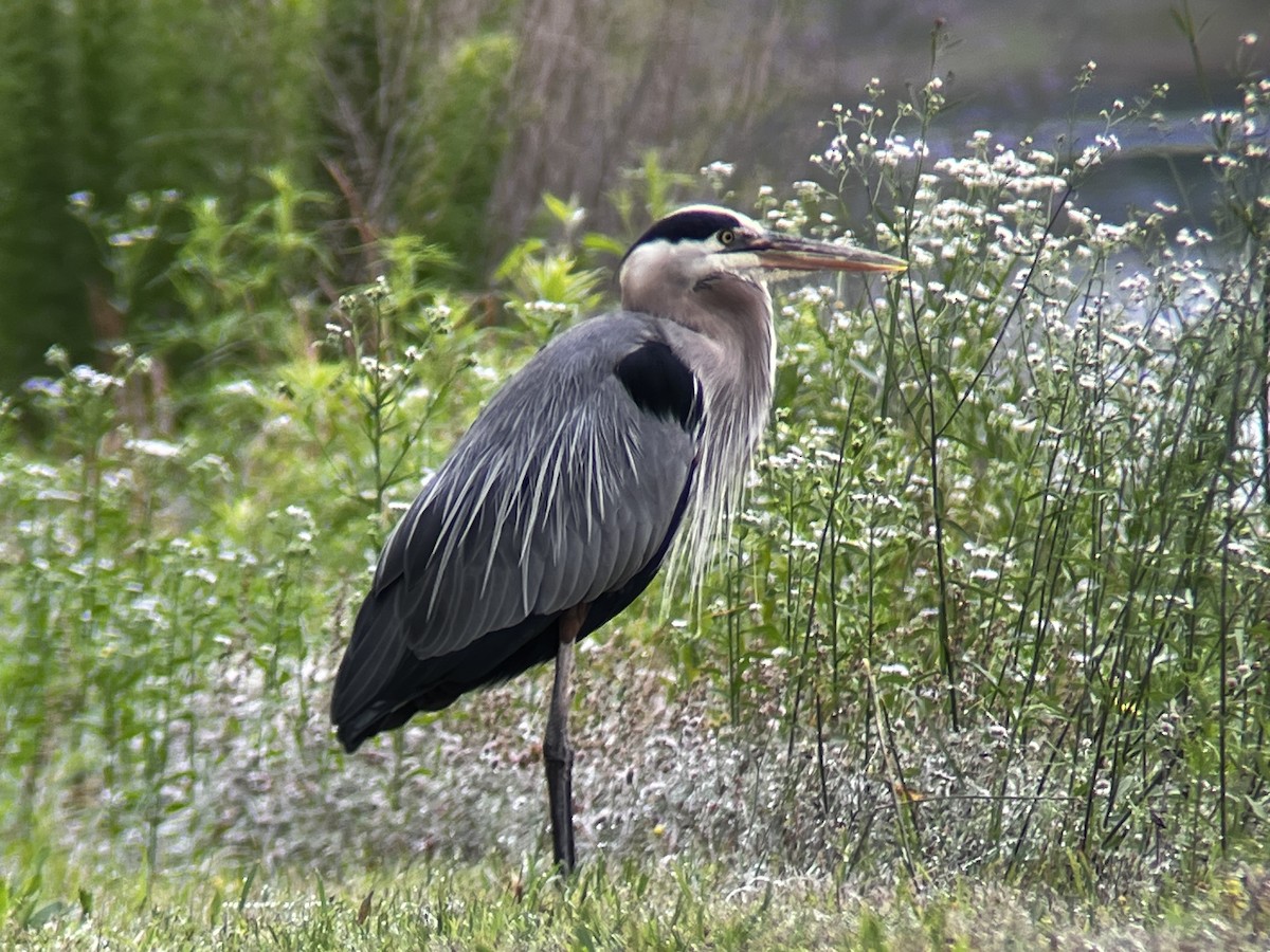 Great Blue Heron - ML578866831